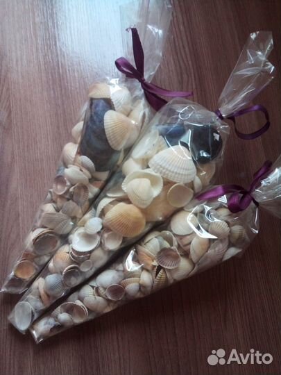 Ракушки морские