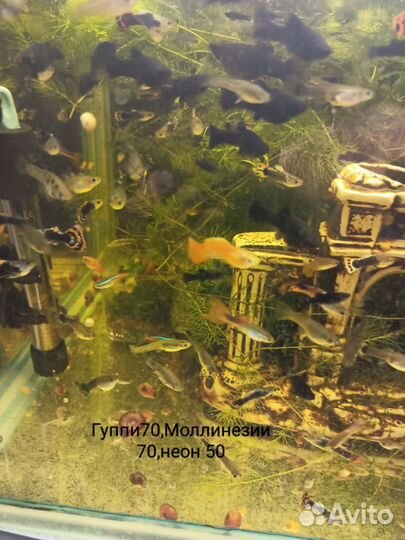 Аквариумные рыбки