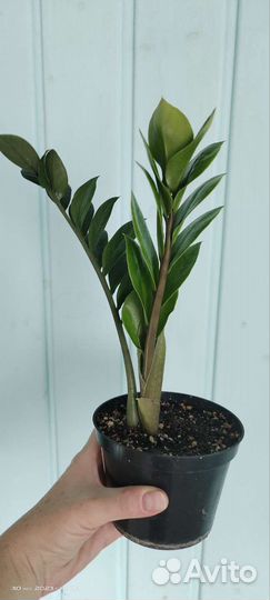 Замиокулькас