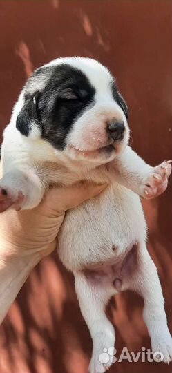 Московская сторожевая