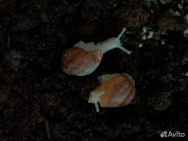 Улитки архахатины