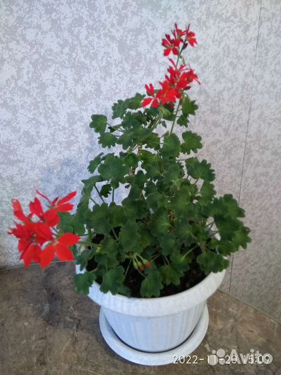 Королевская пеларгония, герань