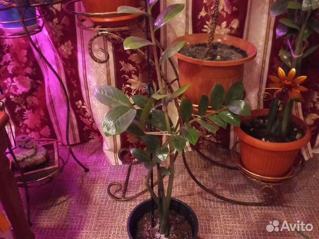 Замиокулькас