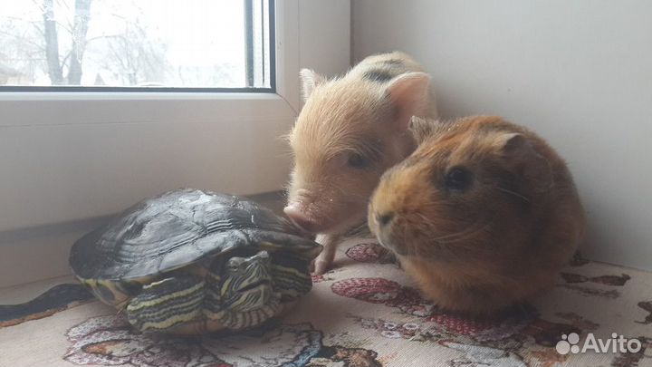 Микропиги, минипиги, карликовые свинки