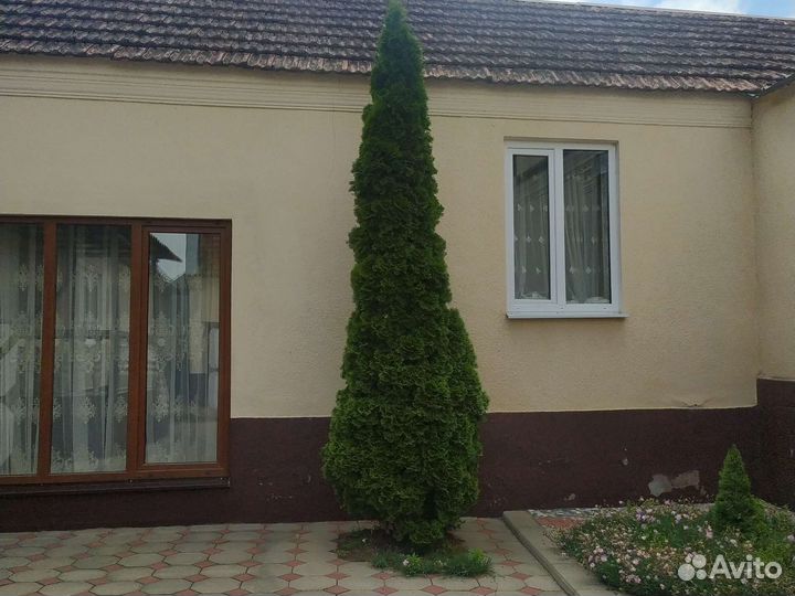 Туя смарагд