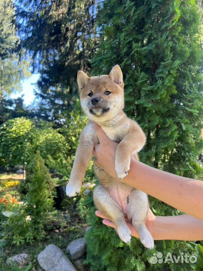 Щенки сиба ину