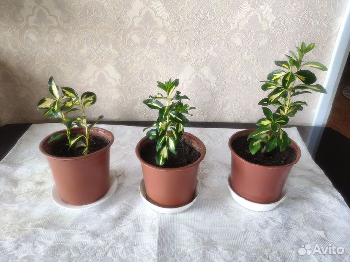 Бересклет японский