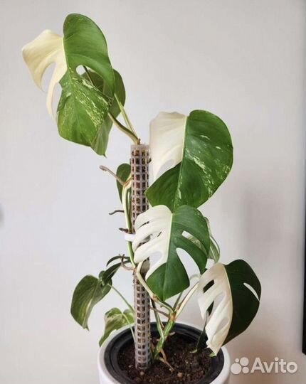 Монстера альба борзига