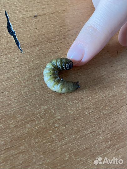 Живая гусеница обыкновенная