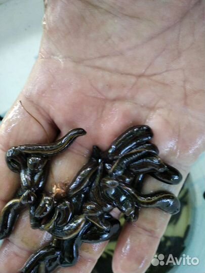 Пиявки медицинские