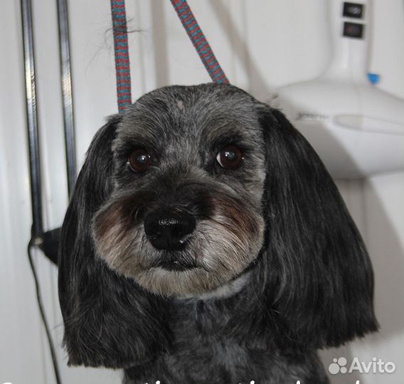 Стрижка собак и кошек. Подробности в объявлении