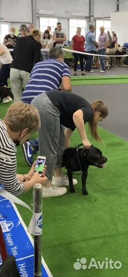 Вязка. Стаффордширский бультерьер. Стаффи