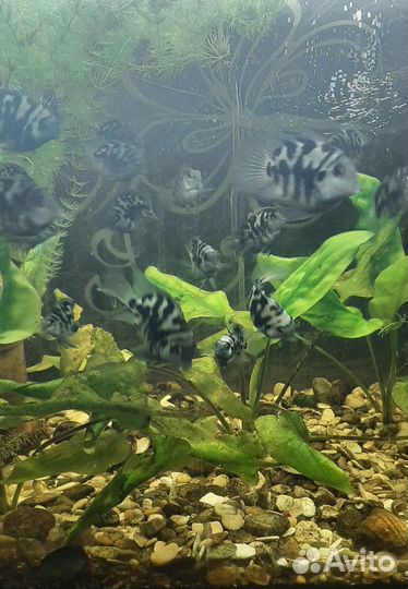 Рыбка сапфировый попугай