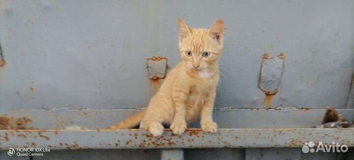 Котик в добрые руки