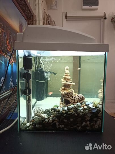 Аквариум