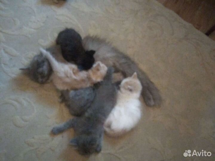 Чудесные котята