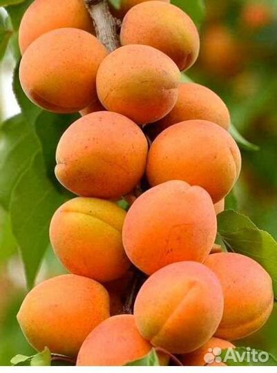 Колоновидные саженцы черешни абрикоса сливы