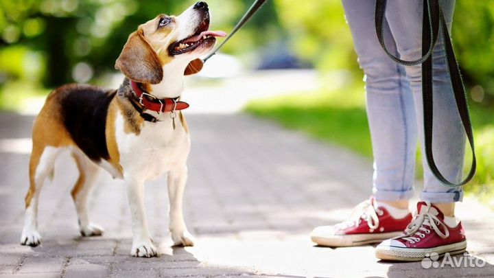 Выгул собак маленьких и средних пород