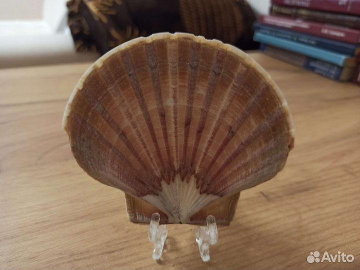 Морская раковина