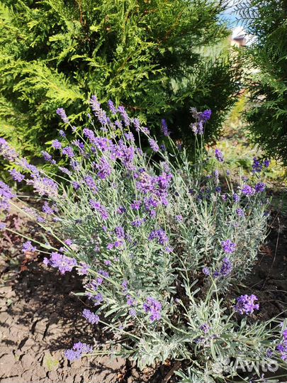 Многолетние растения для сада