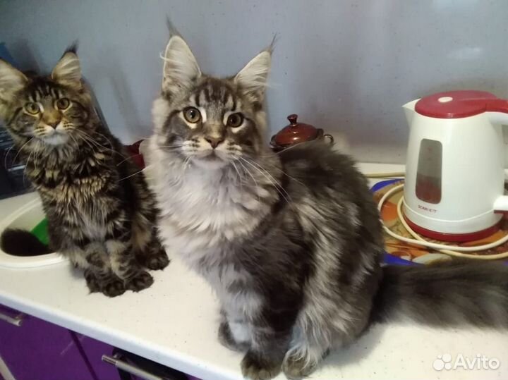 Котёнок Мэйн Кун