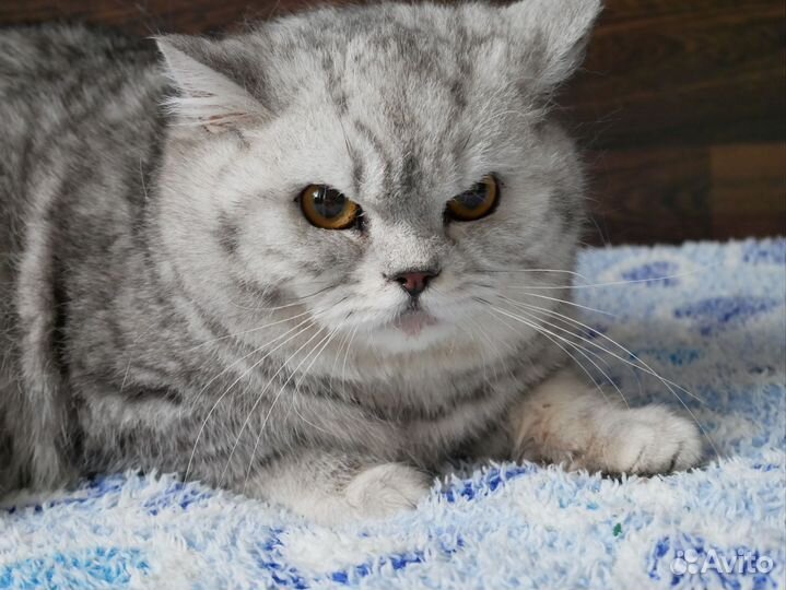 Британский котенок