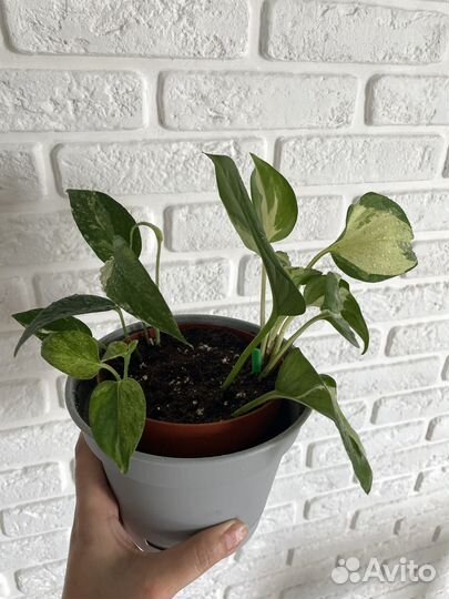 Эпипремнум