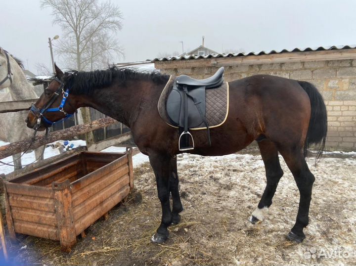 Жеребец орловский рысак