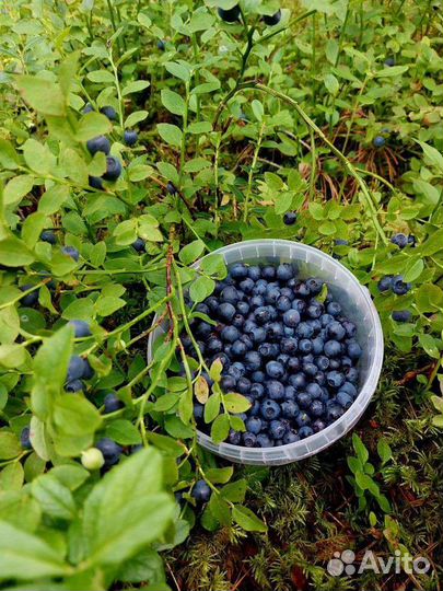 Черника свежая