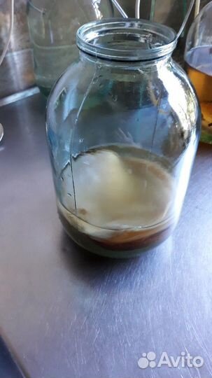 Чайный гриб