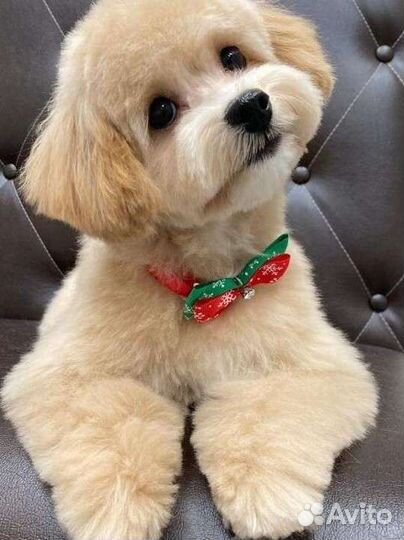 Стрижка собак и кошек в зоосалоне Пушистый франт