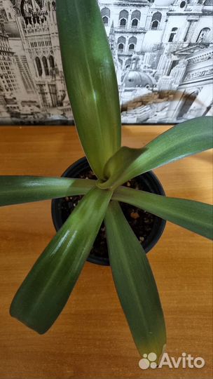 Комнатный цветок Рио