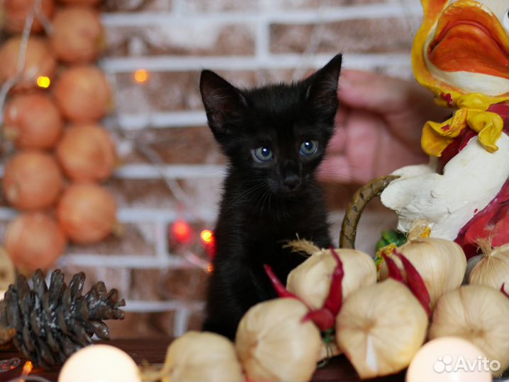 Черные, серые милашки мальчики девочки