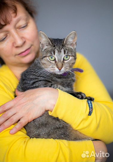 Кошка в дар