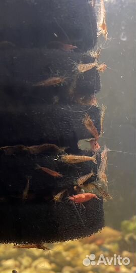 Аквариумные креветки вишня