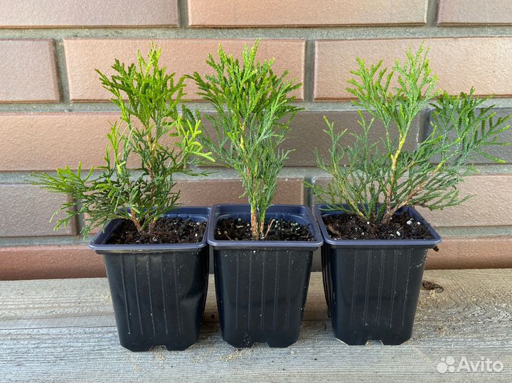 Туя Смарагд