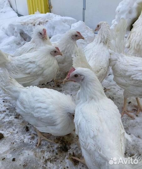 Бройлер,Куры несушки, молодка