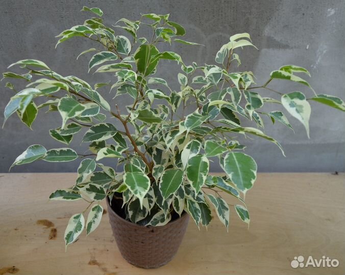 Фикус бенджамина пестролистный