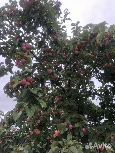 Яблоки Триумф