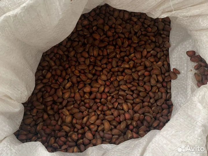 Кедровый орех осень 2023