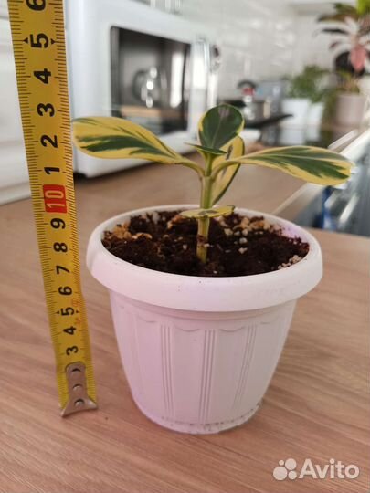 Клузия вариегатная