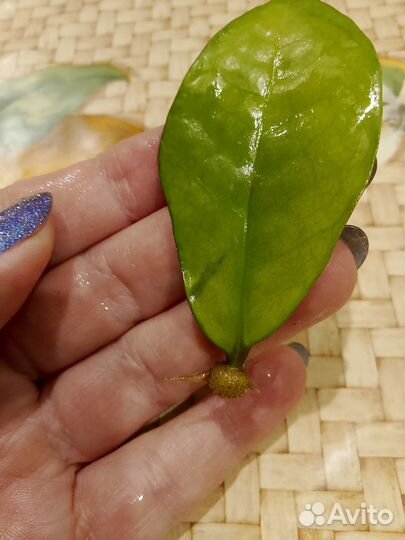 Замиокулькас