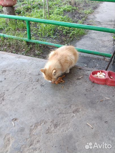 Кошечка ищет себе хозяина
