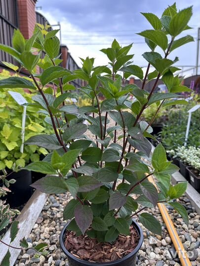 Гортензия метельчатая Самарская Лидия