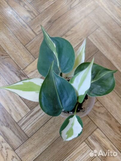 Комнатные растения цветы