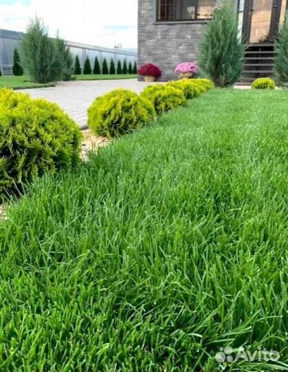 Рулонный газон, посевной газон