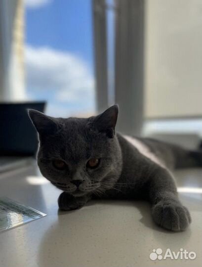 Британский кот для вязки