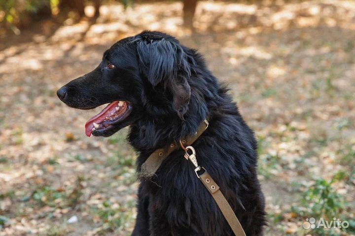 Красивый кареглазый ищет ответственного хозяина