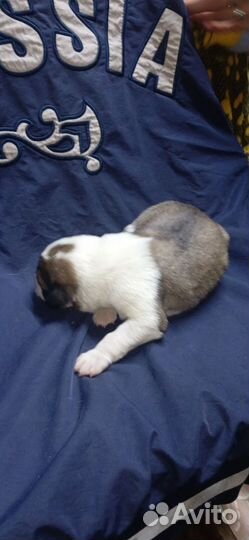 Щенки хороших кровей возможен обмен