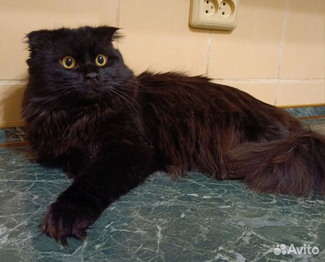 Вязка скотиш хайленд фолд